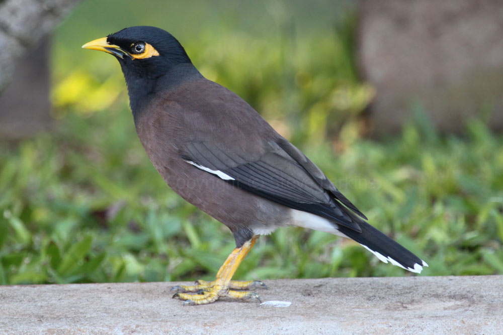 Common Myna coloring #9, Download drawings