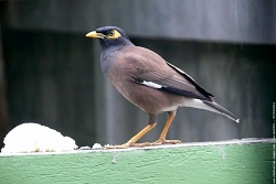Common Myna coloring #12, Download drawings