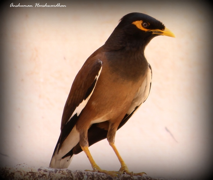 Common Myna svg #3, Download drawings