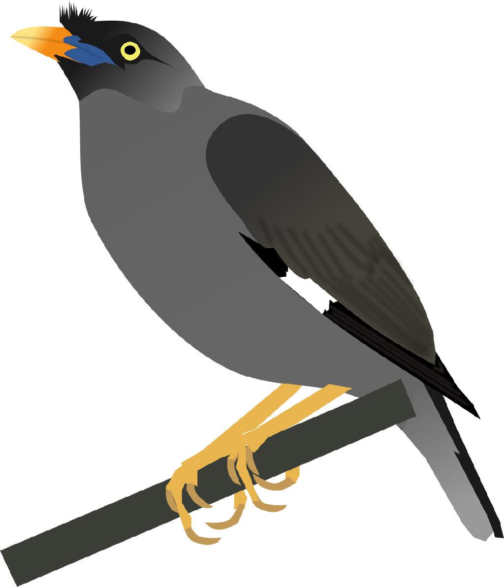 Common Myna svg #15, Download drawings
