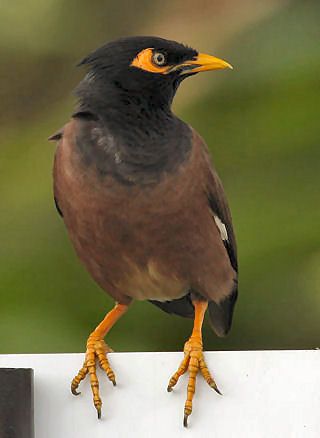 Common Myna svg #11, Download drawings