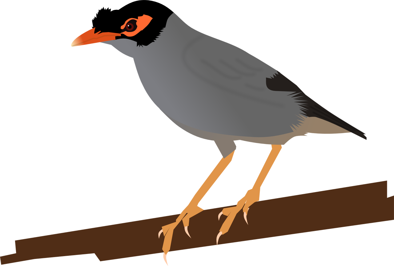 Common Myna svg #13, Download drawings