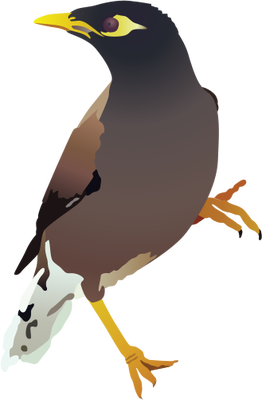 Common Myna svg #18, Download drawings