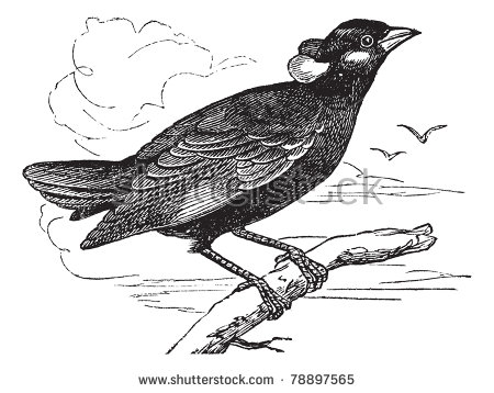 Common Myna svg #16, Download drawings