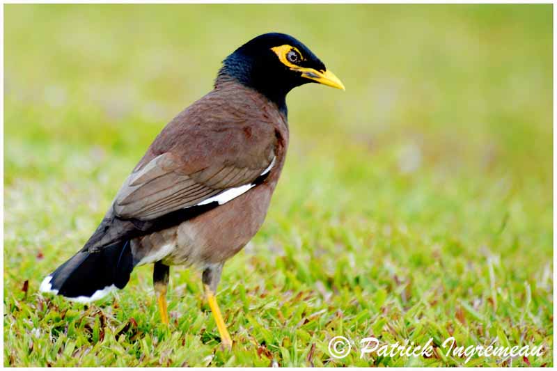 Common Myna svg #12, Download drawings