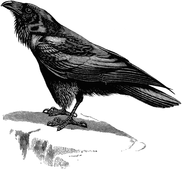 Common Raven clipart #12, Download drawings