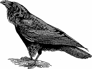 Common Raven clipart #18, Download drawings