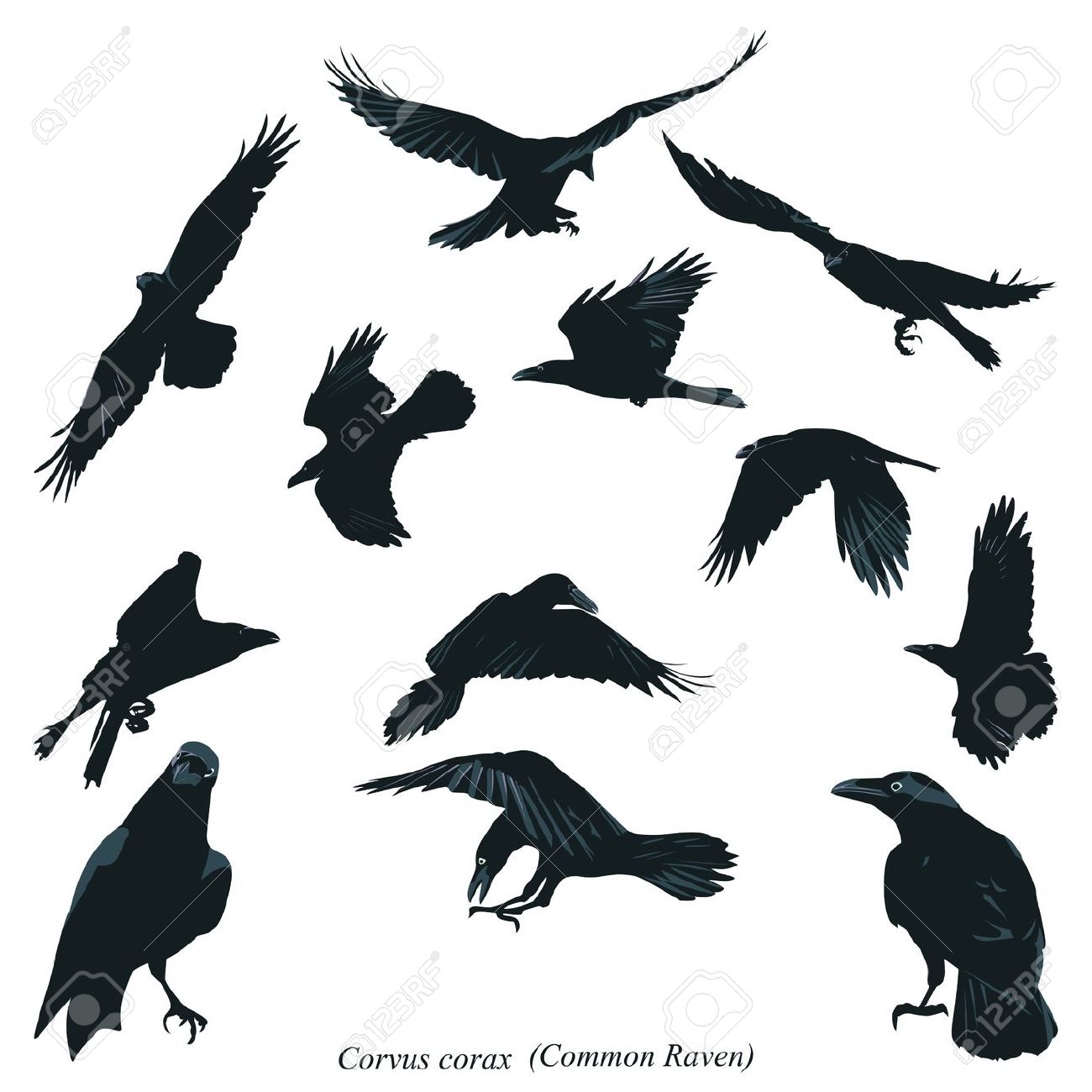Common Raven clipart #17, Download drawings