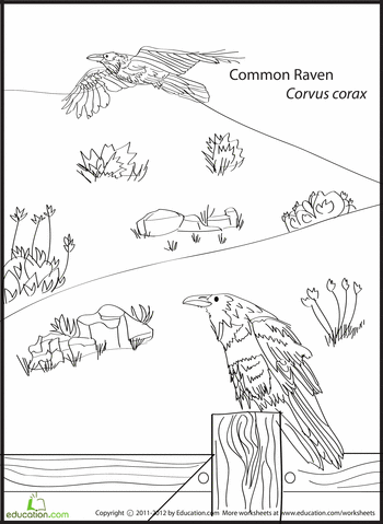 Common Raven coloring #20, Download drawings