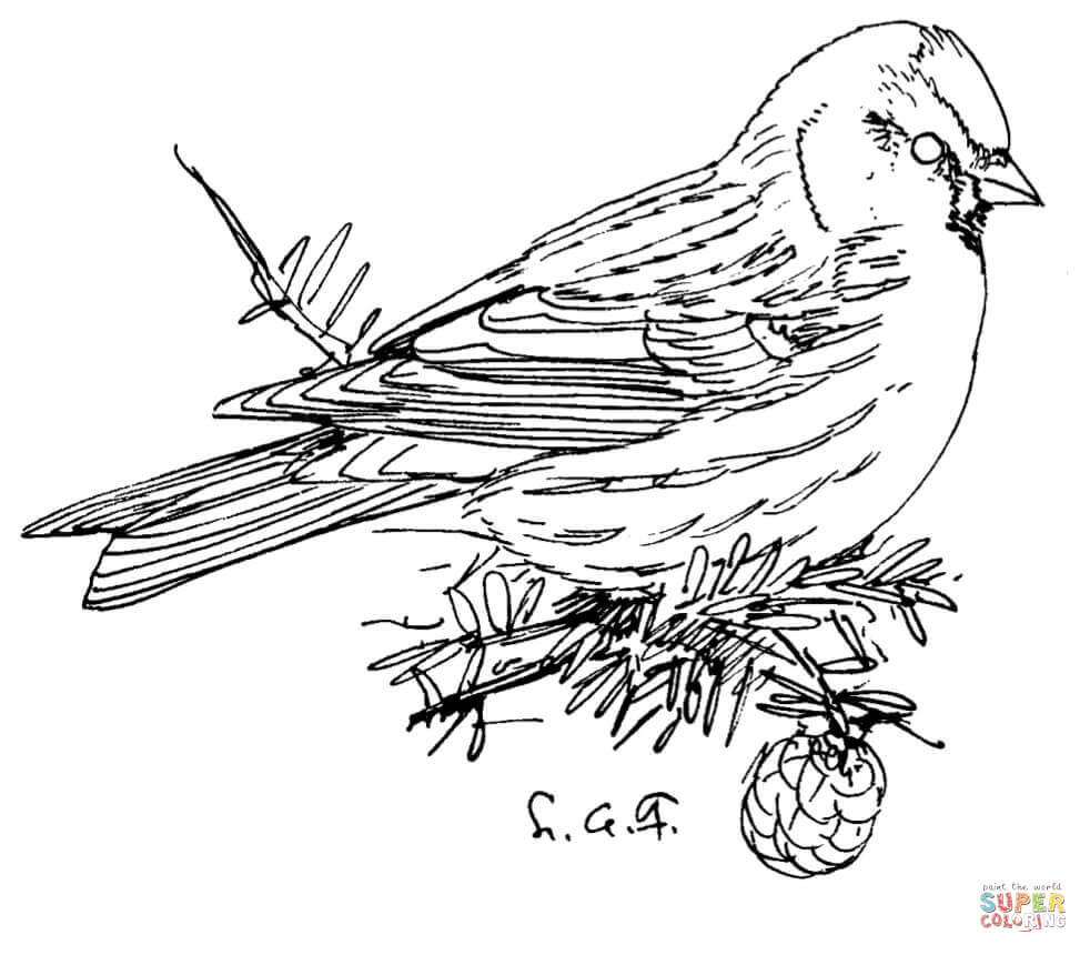 Common Redpoll coloring #4, Download drawings