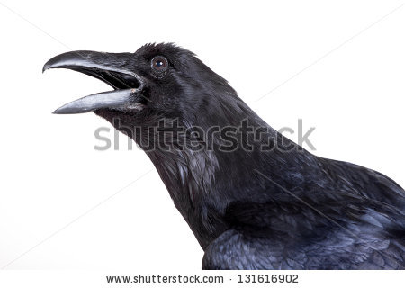 Common Raven svg #18, Download drawings