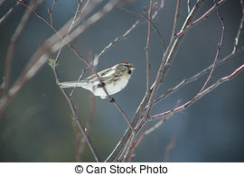 Common Redpoll clipart #13, Download drawings