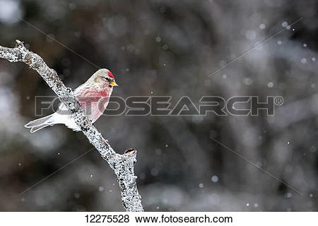 Common Redpoll clipart #6, Download drawings