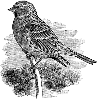 Common Redpoll clipart #7, Download drawings