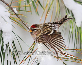 Common Redpoll svg #11, Download drawings