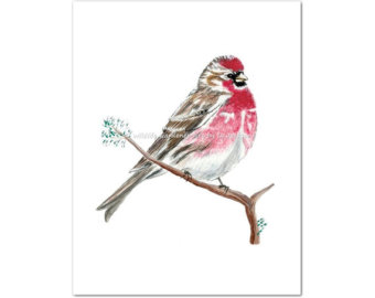 Common Redpoll svg #16, Download drawings