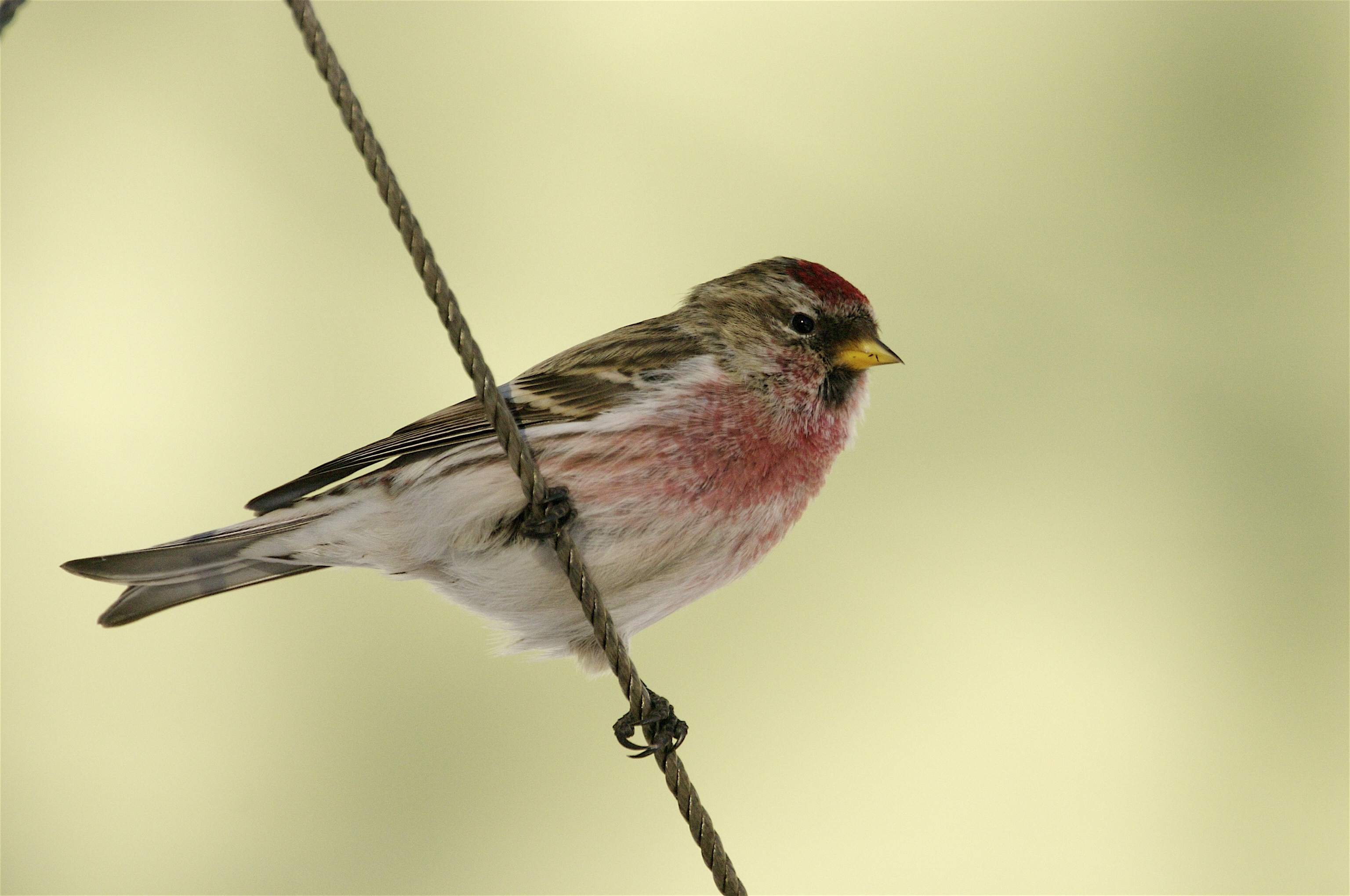 Common Redpoll svg #5, Download drawings