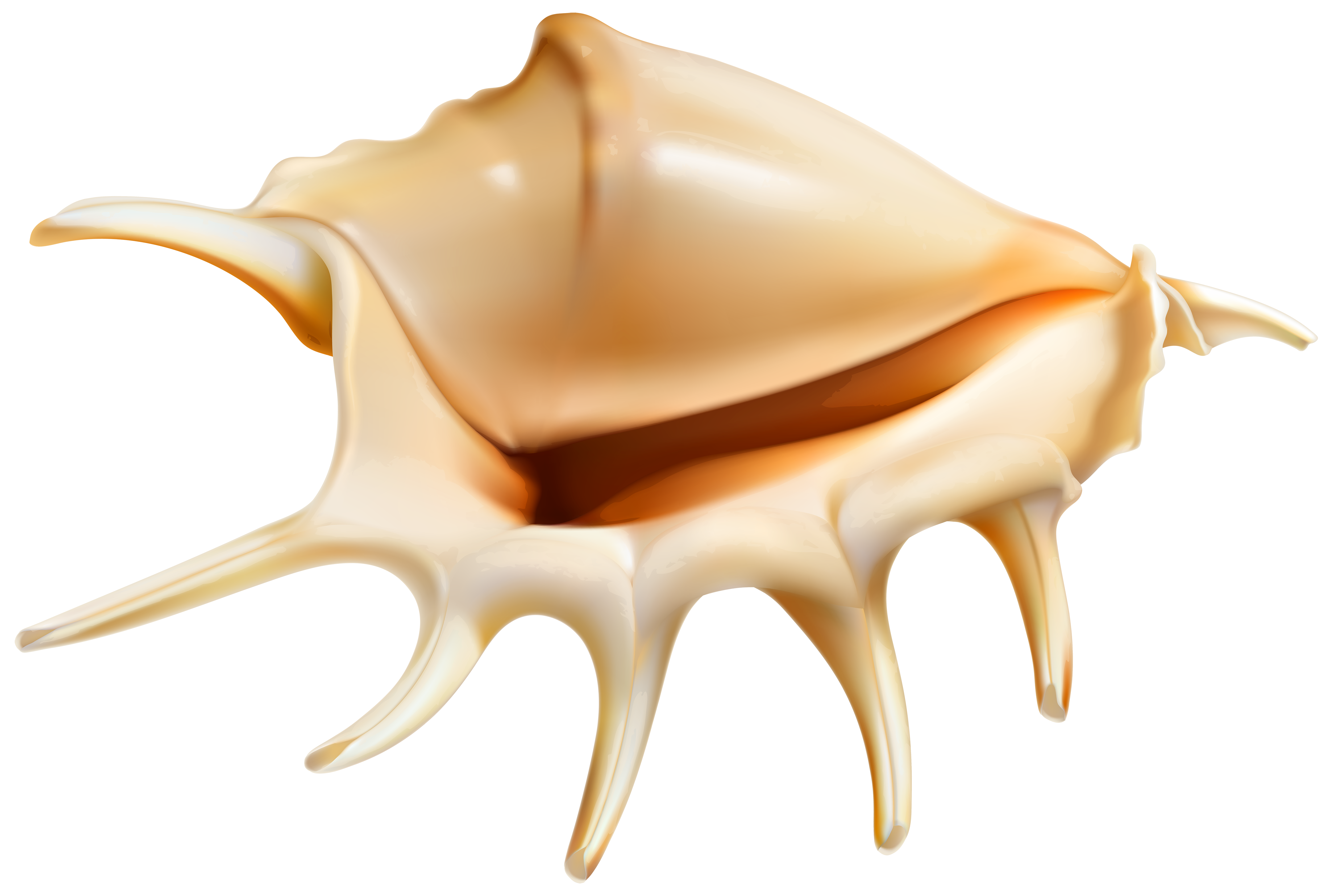 Conch clipart #19, Download drawings
