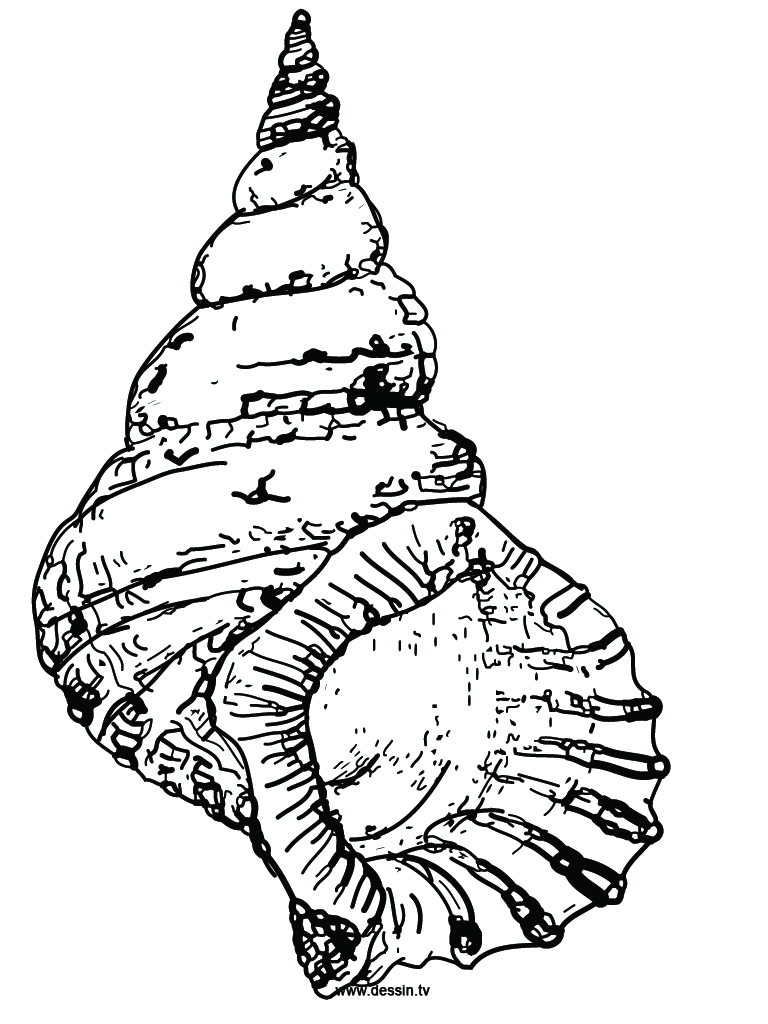 Conch coloring #4, Download drawings