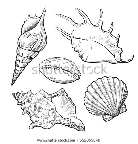 Conch coloring #11, Download drawings