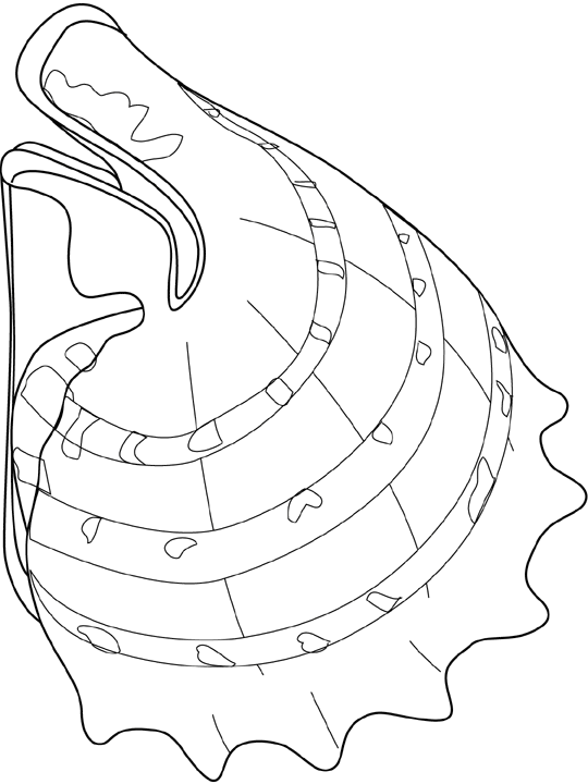 Conch coloring #5, Download drawings