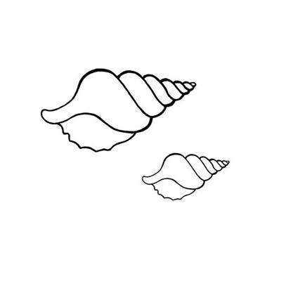 Conch coloring #1, Download drawings