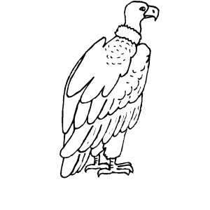 Condor coloring #7, Download drawings