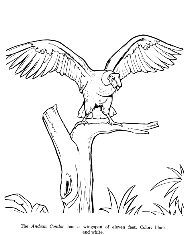 Condor coloring #17, Download drawings