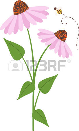 Coneflower clipart #20, Download drawings
