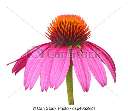 Cone Flower clipart #5, Download drawings