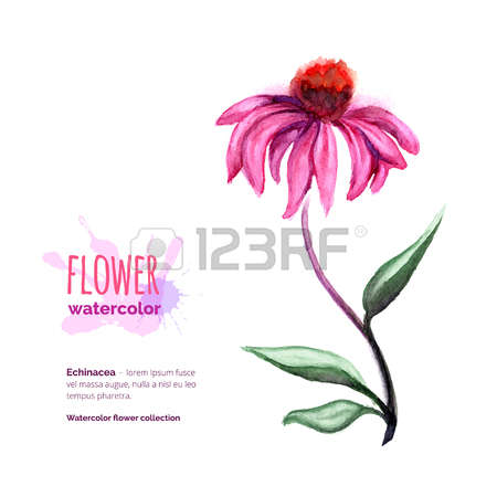 Cone Flower clipart #14, Download drawings