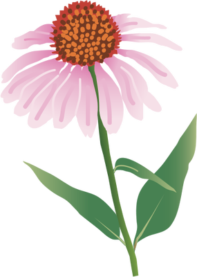 Echinacea svg #20, Download drawings
