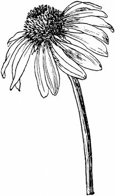 Cone Flower clipart #2, Download drawings