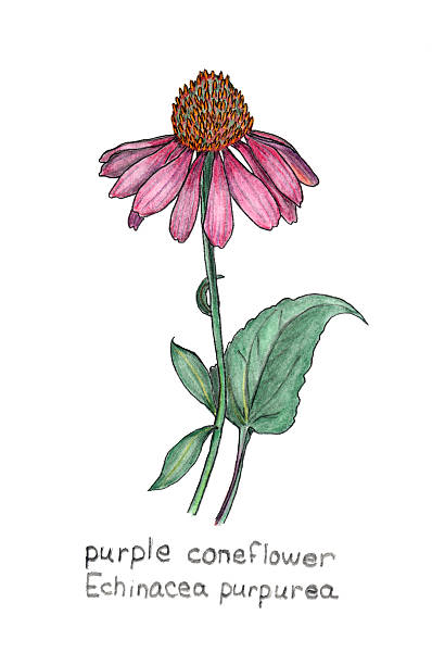 Coneflower clipart #16, Download drawings