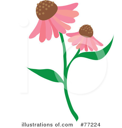 Cone Flower clipart #4, Download drawings
