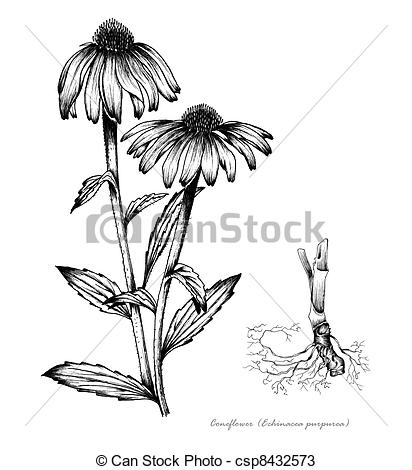 Coneflower clipart #10, Download drawings