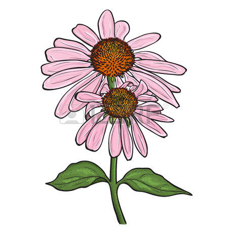 Coneflower clipart #19, Download drawings
