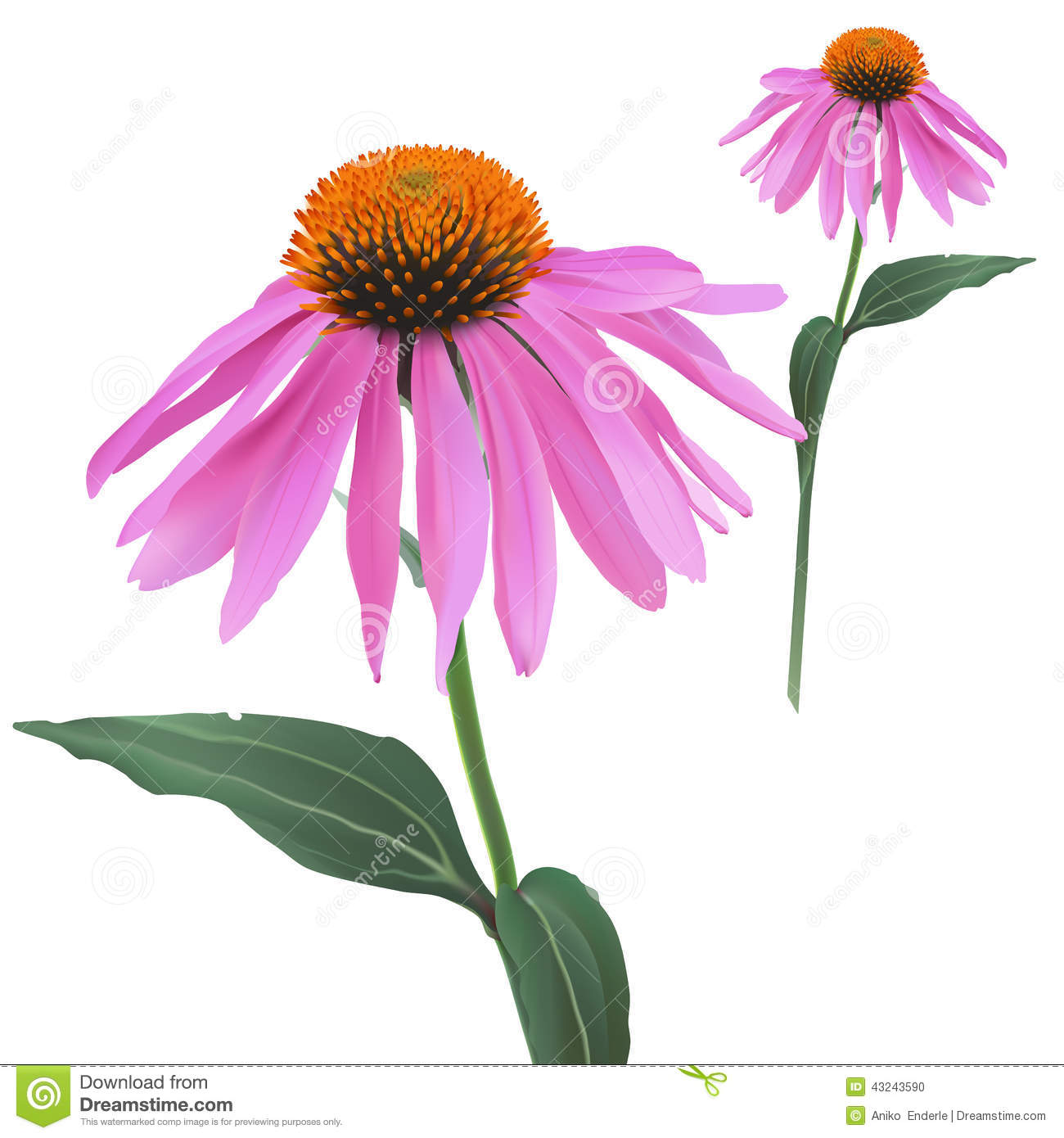 Cone Flower clipart #7, Download drawings