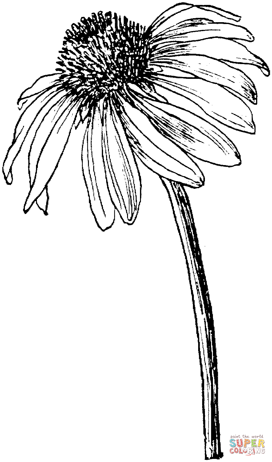 Cone Flower coloring #19, Download drawings