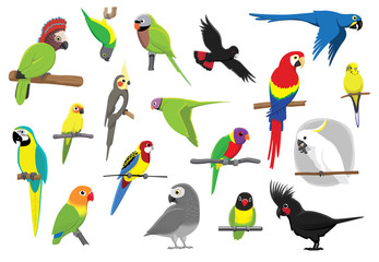 Conure clipart #12, Download drawings