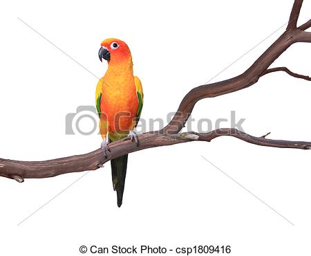 Conure clipart #15, Download drawings