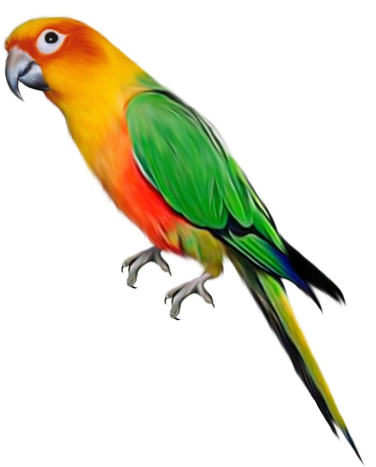 Conure clipart #5, Download drawings