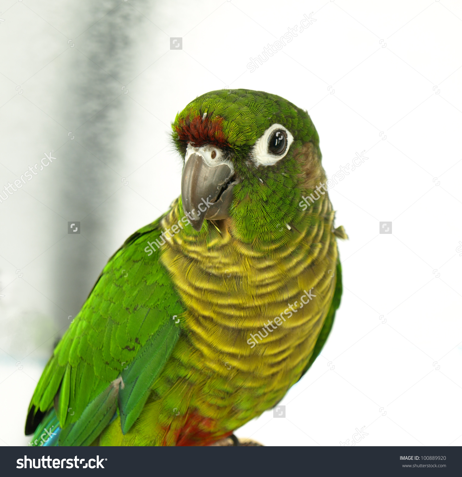 Conure clipart #2, Download drawings