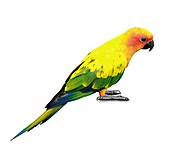 Conure clipart #18, Download drawings