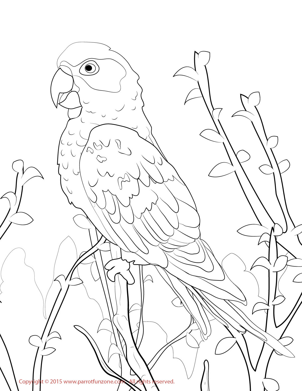 Sun Parakeet coloring #20, Download drawings