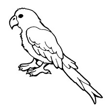 Parrot coloring #5, Download drawings