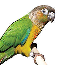 Conure svg #6, Download drawings