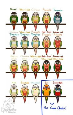 Conure svg #17, Download drawings