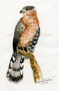 Cooper's Hawk clipart #9, Download drawings