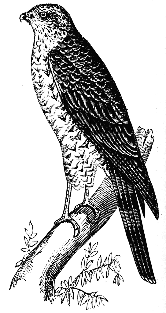 Cooper's Hawk clipart #16, Download drawings